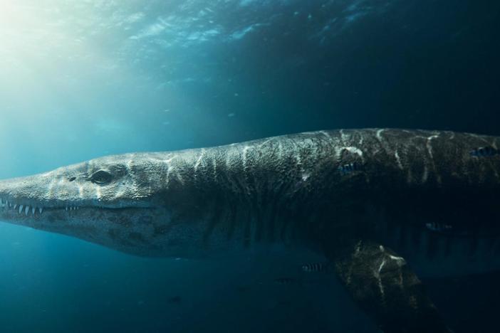 Sir David Attenborough uncovers the secrets of the pliosaur, a monstrous marine predator.