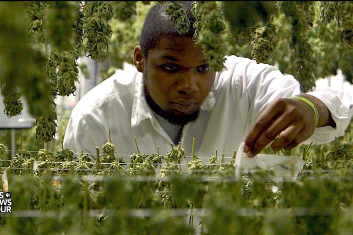 Why the legal marijuana industry is now struggling with diversity and inclusion