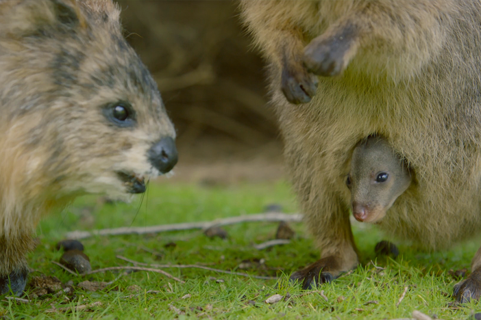 Spy Quokka meets a 3-month-old joey, tucked in his mother's pouch.