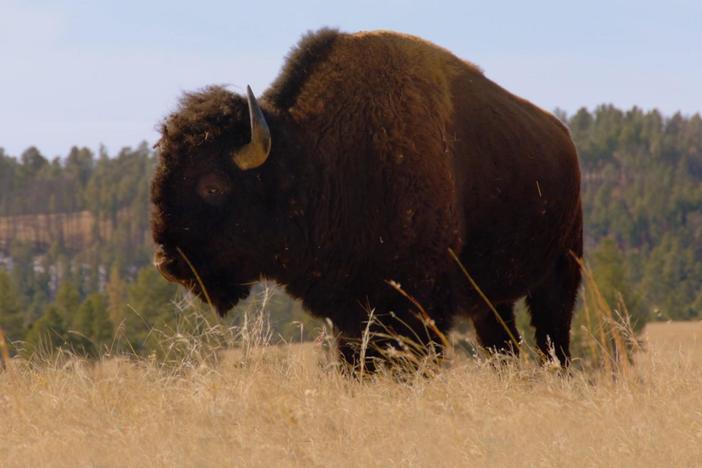 Did you know a buffalo can clear a six-foot fence?
