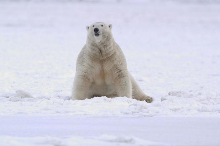 As loss of pack ice increases, polar bears struggle to navigate an ocean of melting ice.