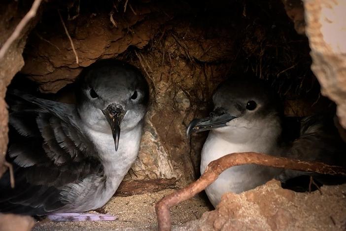 Ecologists create new homes for Hawaii’s endangered seabirds.
