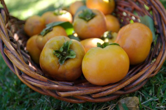 Vivian takes the twins to pick persimmons and learns about the varieties of the fruit.