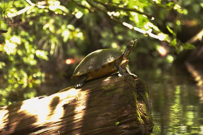 The Late Cretaceous period was kind of the heyday of turtles.