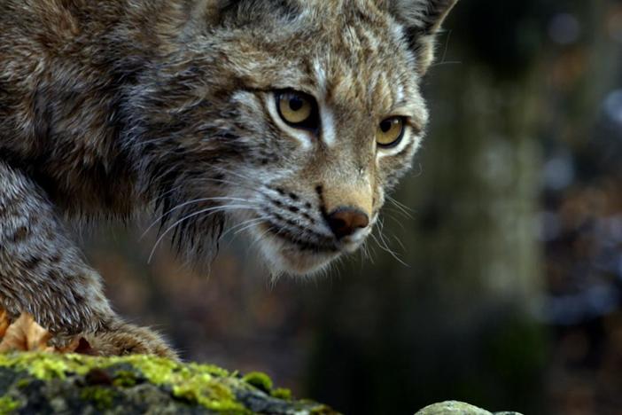A hungry lynx learns that songbirds don't make for an easy meal.