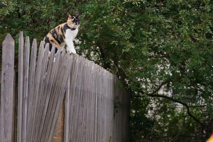 Dr. Roland Kays uses a global GPS tracker plan to unleash the secret lives of wild cats.