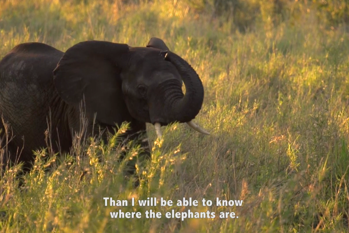 Watch a guide who grew up with scary stories about elephants learn to conquer his fear.