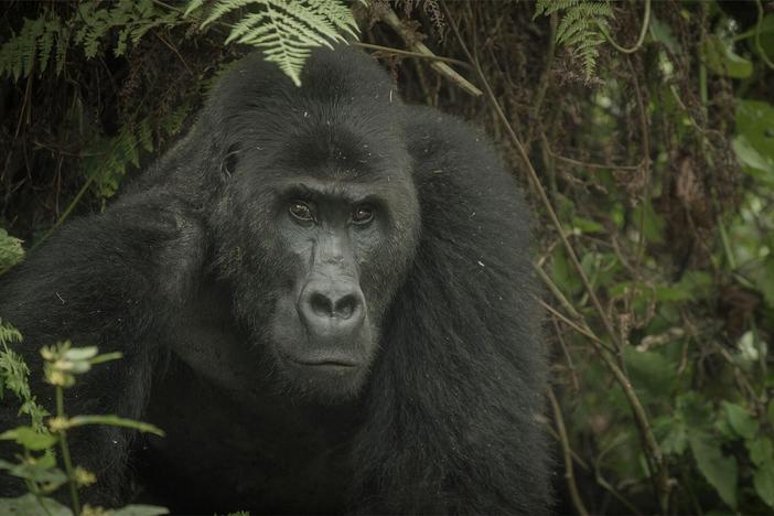 Conservationists put themselves at risk to habituate a notoriously protective 500-pound silverback.