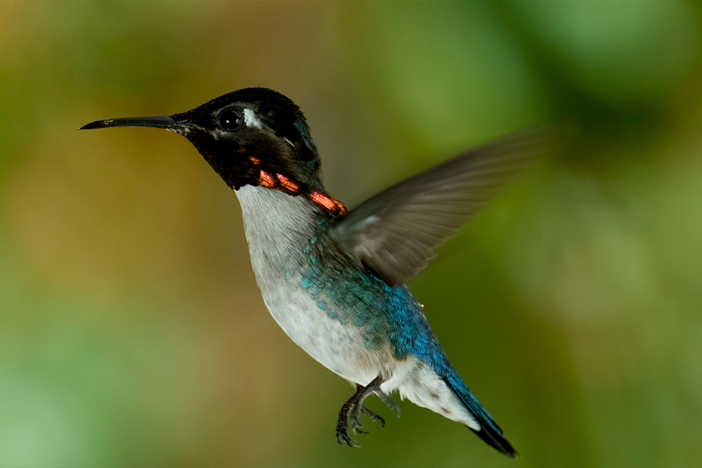 The very smallest bird on Earth is the Bee Hummingbird, which can be found in the Zapata.