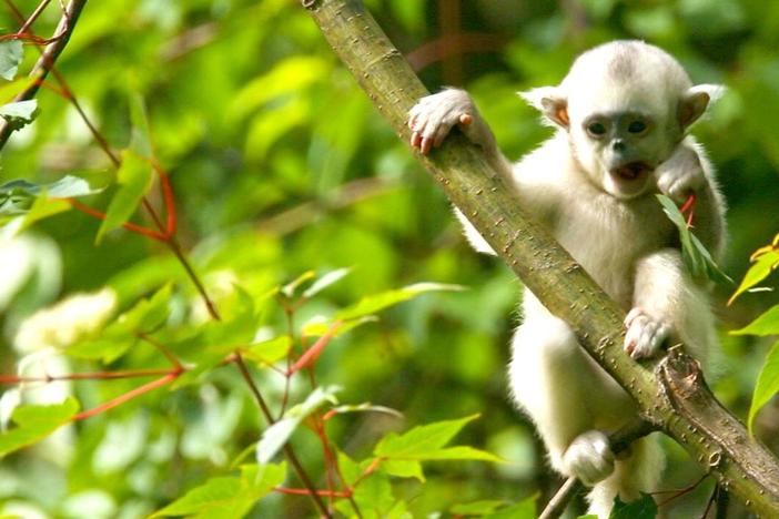 Two snub-nosed monkey brothers play in the tree tops, annoying the rest of the troop. 