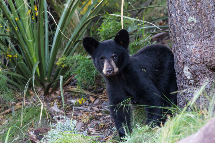 Witness the wildlife and serene beauty of America’s Wild West.