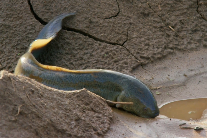 The lungfish is a living fossil, a fish with primitive limbs that breathes air.