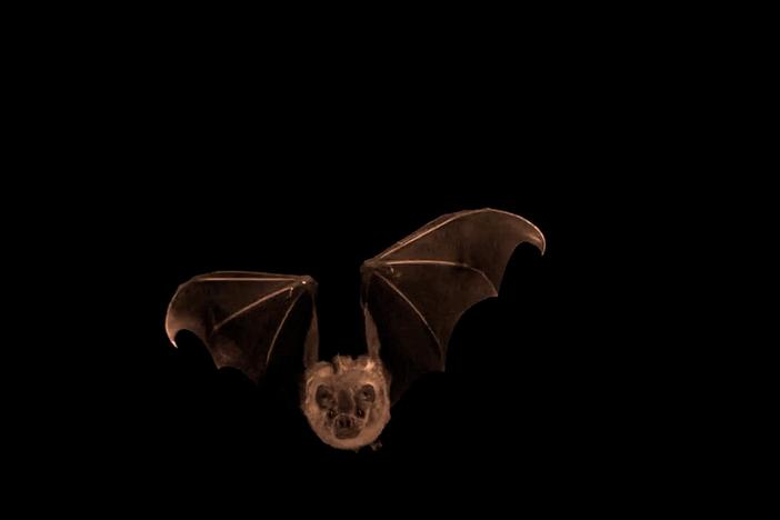 Bats are really effective at dumping heat to keep their body temperatures fairly normal.