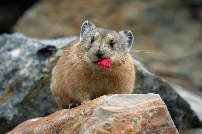 A close relative of the rabbit displays 'haying' behavior. 