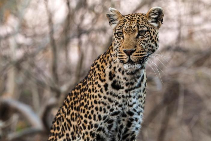 This leopard mother has devised a clever way to ambush prey.