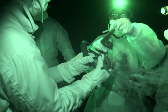 Follow scientists in Bangladesh as they test fruit bat populations for Nipah virus.