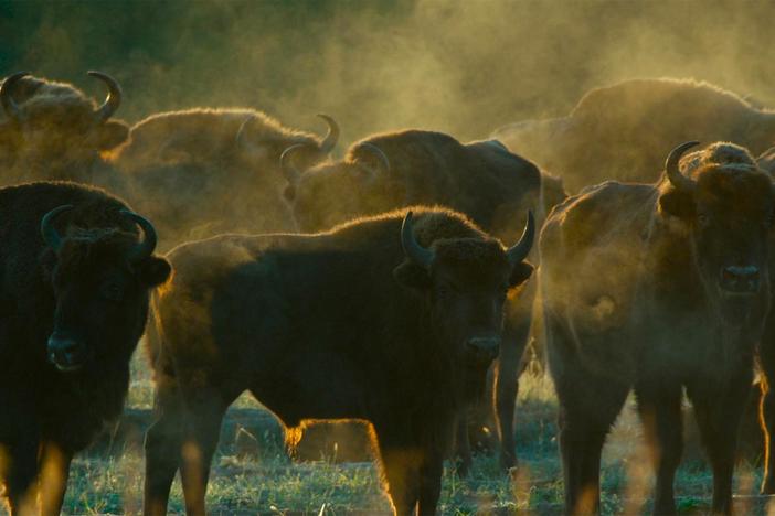 European bison roam the oldest forest in Europe.