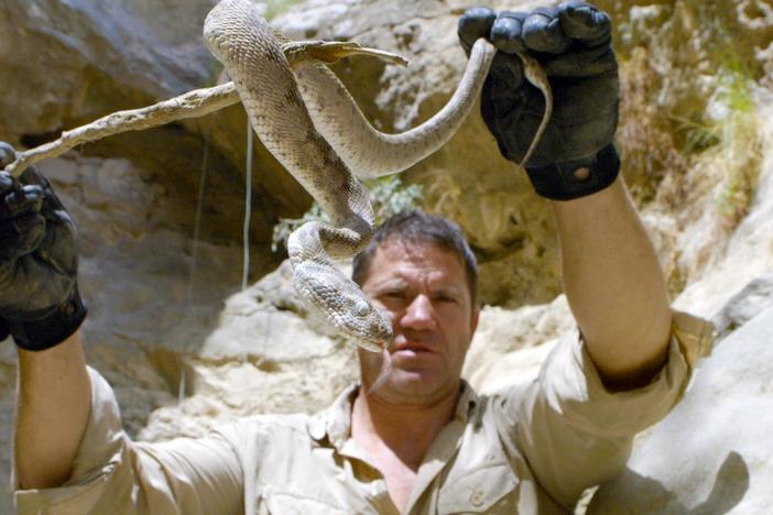 During an abseil, the team stumbles upon a highly venomous saw-scaled viper.