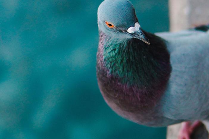 This citizen science project focuses on the value of green spaces for urban birds.