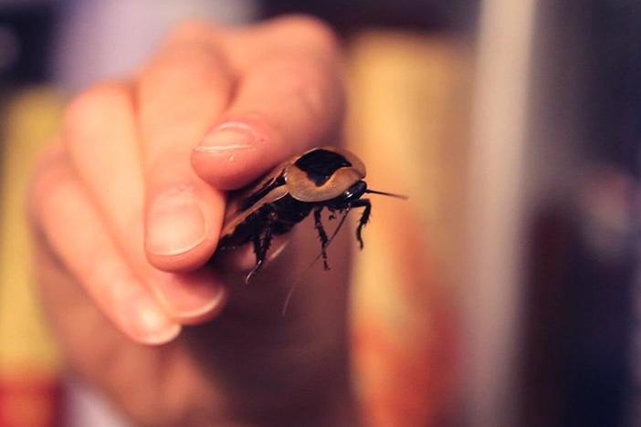 Scientists are turning cockroaches into robots—and you can, too.