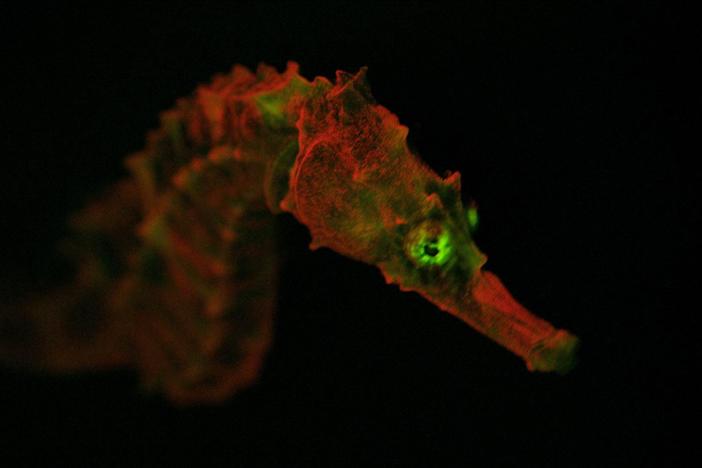Deep in the ocean, animals that flash, sparkle, and glow use light to survive in the dark.