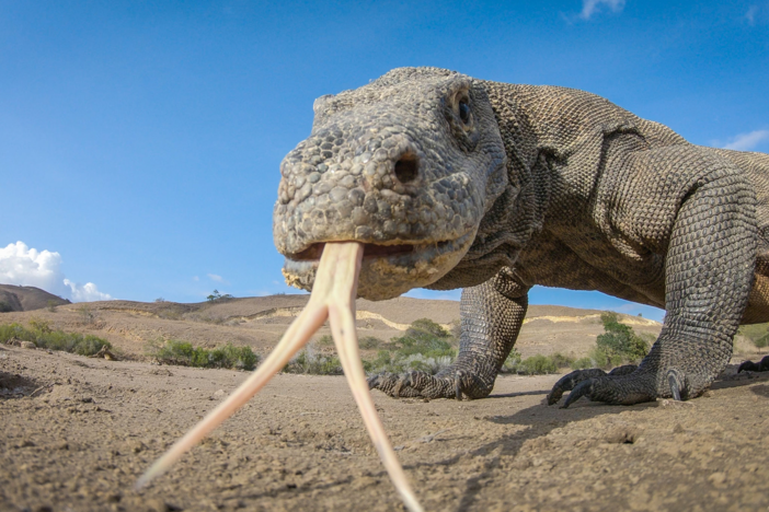 Explore the islands of the South Pacific with creatures like the spy koala and spy crab.