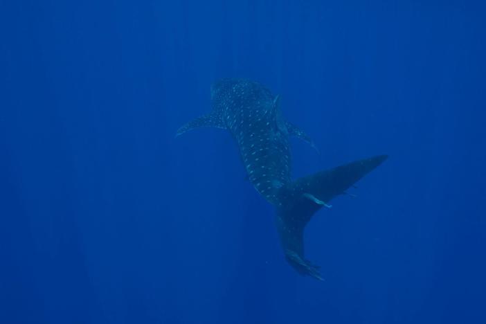 Steve dives Roca Partida and shows us how abundant life can be around a sea mount.