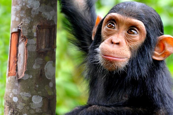 Can we crack the code of animal communication?