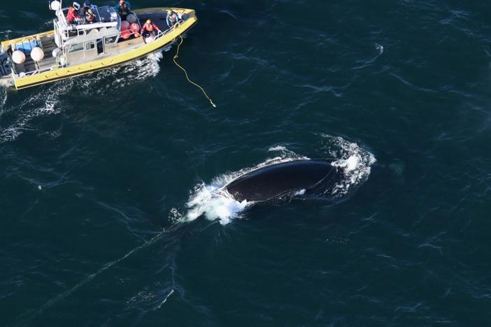 Entanglement responders work to free a critically endangered whale from rope.