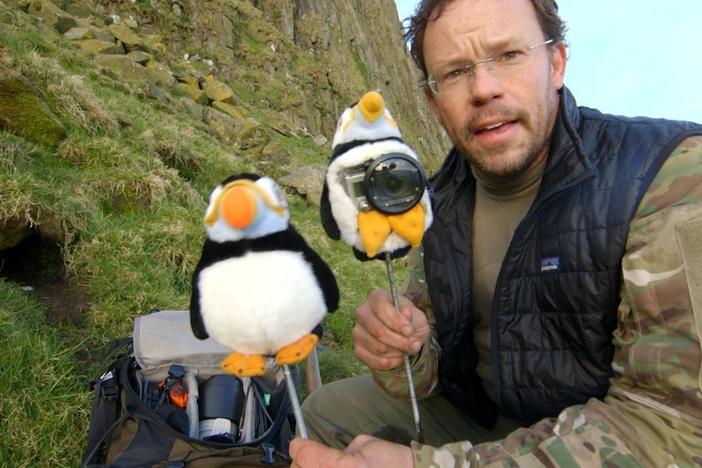 How puffins got their close-up in NATURE "Animal Homes". 