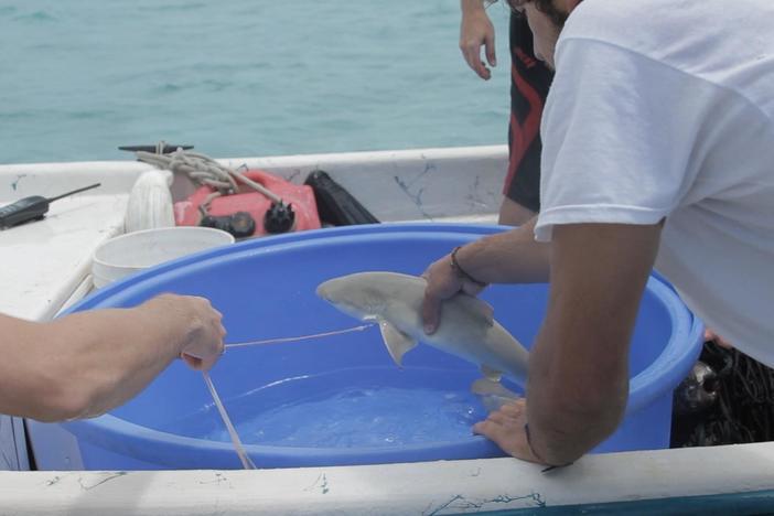 Students tag and gather scientific information from a baby lemon shark.