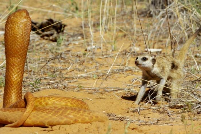 A brave female meerkat spots a cobra and tries to run it off. 