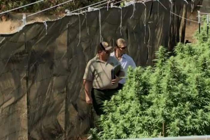 An innovative - and controversial - plan to license pot growers, from "The Pot Republic"