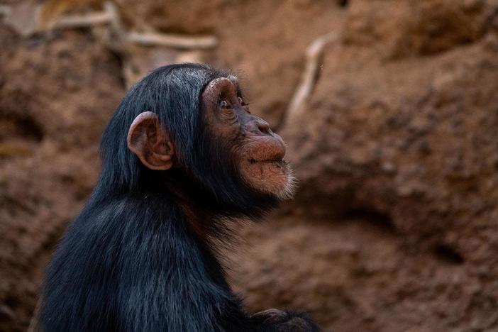 In Senegal, a troop of chimpanzees seek shade in a cave, a behavior never recorded before.