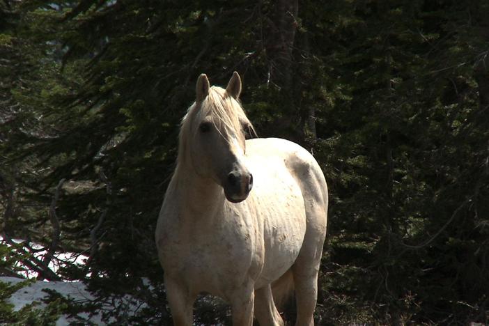 Ginger Kathrens gives us an update on Cloud and his family.
