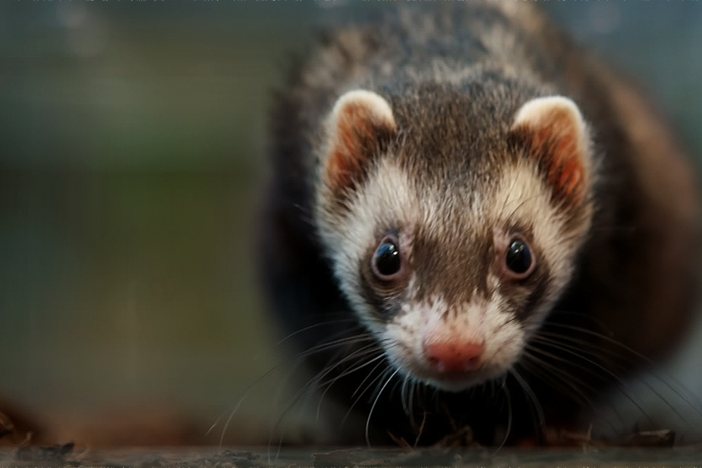 Ferrets hunt in tight and twisty burrows, bending their bodies up to 180 degrees.