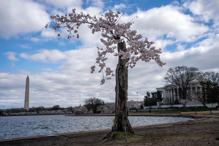 Why Stumpy, D.C.’s beloved cherry tree, is seeing its final peak bloom this year