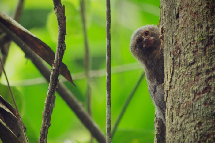 Weighing less than an apple, pygmy marmosets are the tiniest monkeys on earth.