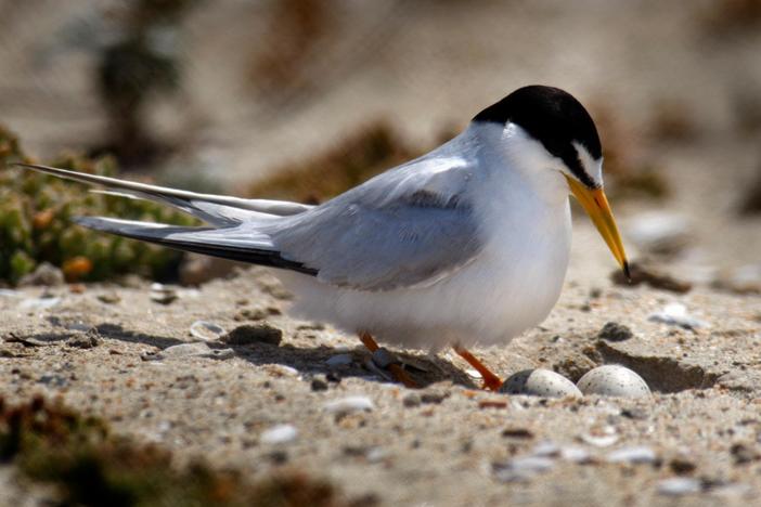 2 out of 3 North American bird species face extinction. How we can save them