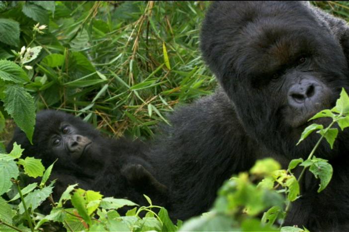 How the work of Dian Fossey and David Attenborough helped protect the mountain gorilla.