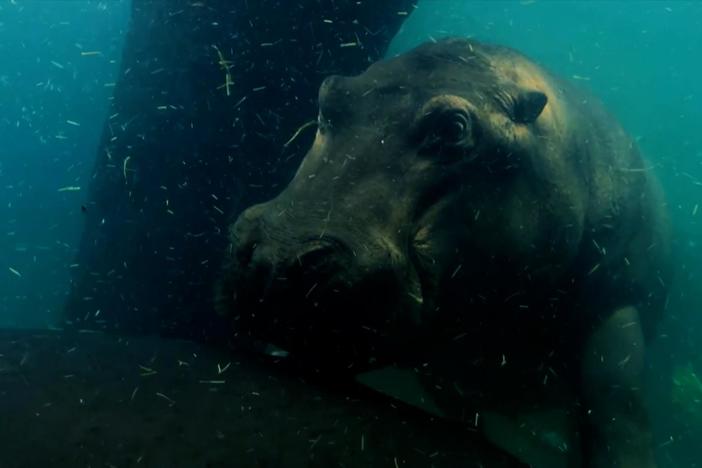 The story of whales’ evolution from land mammals is hidden in their genes.