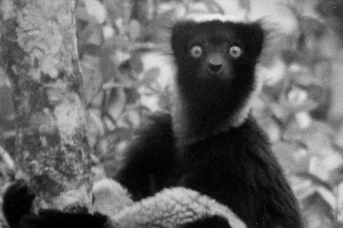 In 1960, David Attenborough captured the first-ever audio of Madagascar’s largest lemur.