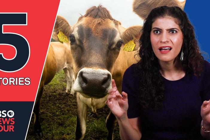 Potty-trained cows, McDonald’s ditches plastic Happy Meal toys | 5 STORIES | Sept. 24