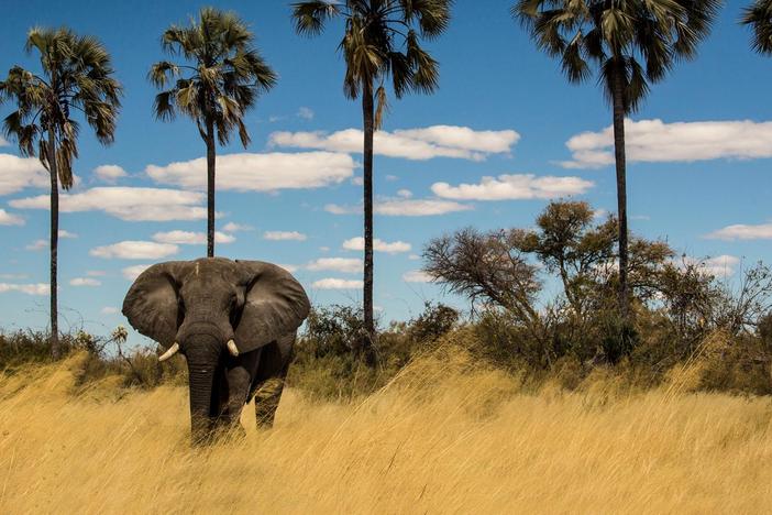 Delve into the landscape and wildlife of the delta of the Okavango River.
