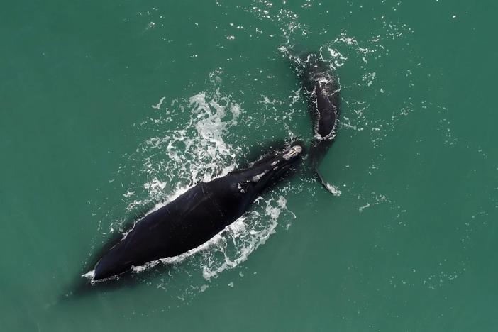 Since 2010, the average time between North Atlantic right whale births has increased.