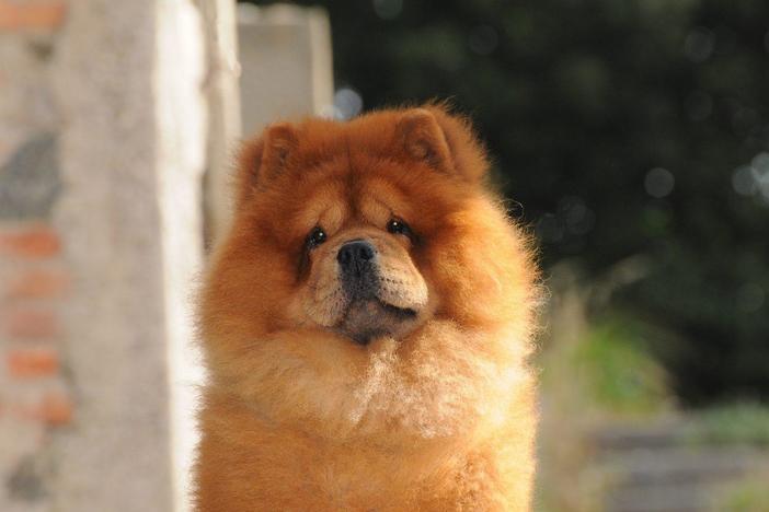 Can having a dog help you live longer?