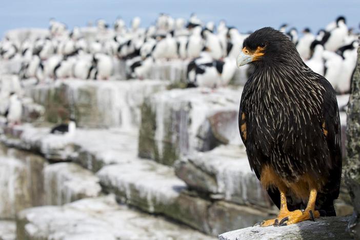 See the extreme ways in which raptors conquer the toughest habitats on Earth.