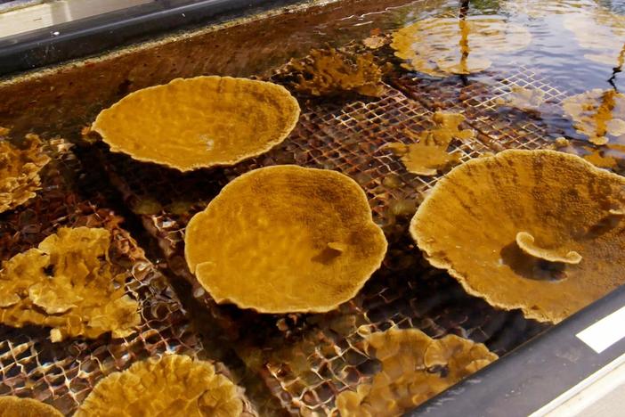 These coral reefs can beat the heat.