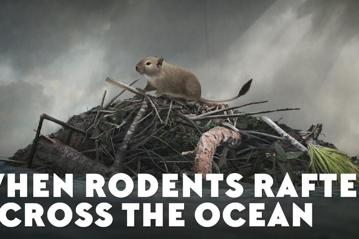 When Rodents Rafted Across the Ocean