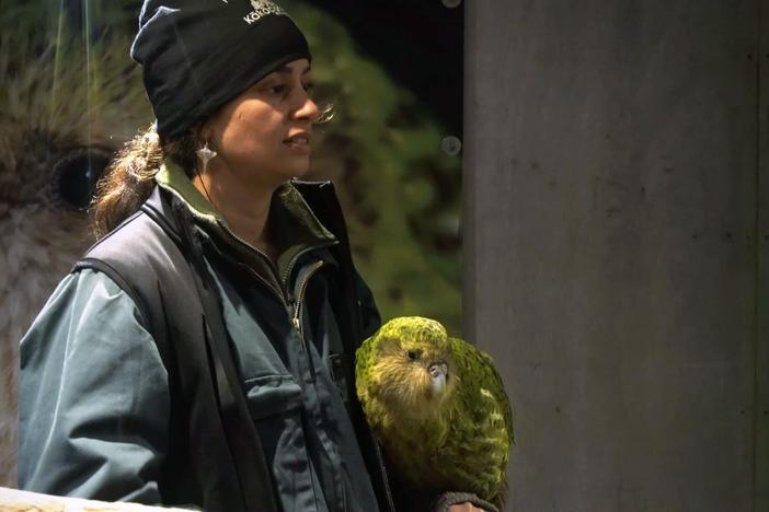 Meet Alisha Sherriff, caretaker to Sirocco, a kākāpō.